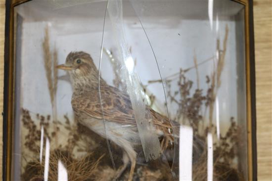 Five Victorian cases of taxidermy including a swift, a bat, etc.